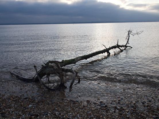 A fallen tree partly submerged in a calm sea.