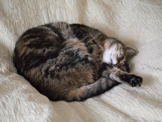 On a pale bedspread is a tabby cat curled up in a circle, except for one forepaw stuck out.
